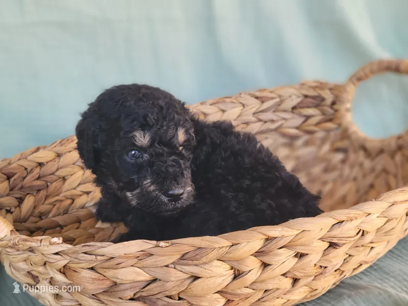 Timone – Aussiedoodle puppy for sale in Chandler, AZ