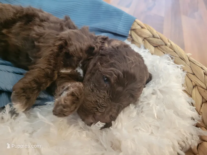 Jaq – Aussiedoodle puppy for sale in Chandler, AZ