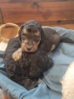 Pumbaa, a male Aussiedoodle for sale in Chandler, AZ – 3 of 4