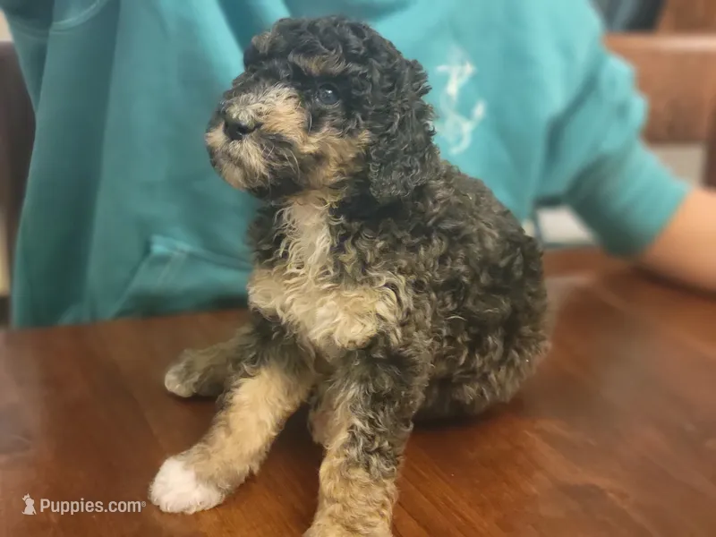 Fauna  – Aussiedoodle puppy for sale in Chandler, AZ