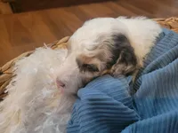 Olaf, a male Aussiedoodle for sale in Chandler, AZ – 5 of 7