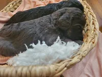Fuana, a female Aussiedoodle for sale in Chandler, AZ – 3 of 3