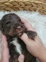 Jaq, a male Aussiedoodle for sale in Chandler, AZ – 5 of 5