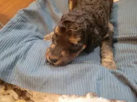 Pumbaa, a male Aussiedoodle for sale in Chandler, AZ – 1 of 4