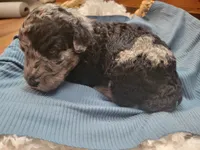Mushu, a male Aussiedoodle for sale in Chandler, AZ – 6 of 7