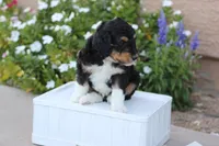 Prince Charming, a male Aussiedoodle for sale in Chandler, AZ – Photo 1 of 4