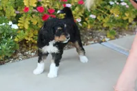 Prince Charming, a male Aussiedoodle for sale in Chandler, AZ – Photo 2 of 4