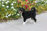 Prince Charming, a male Aussiedoodle for sale in Chandler, AZ – Photo 4 of 4