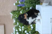 Prince Charming, a male Aussiedoodle for sale in Chandler, AZ – Photo 3 of 4