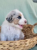 Olaf, a male Aussiedoodle for sale in Chandler, AZ – 1 of 7