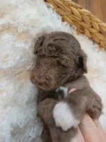 Gus, a male Aussiedoodle for sale in Chandler, AZ – 4 of 5