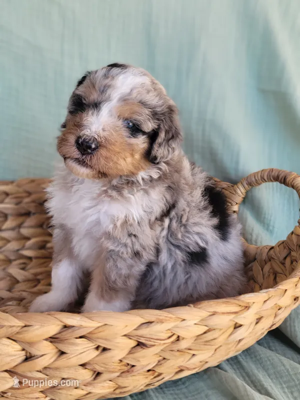 Pascal – Aussiedoodle puppy for sale in Chandler, AZ