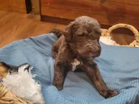 Jaq, a male Aussiedoodle for sale in Chandler, AZ – 4 of 5