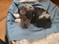 Mushu, a male Aussiedoodle for sale in Chandler, AZ – 7 of 7