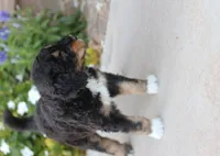 Flynn Rider, a male Aussiedoodle for sale in Chandler, AZ – Photo 5 of 5