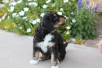 Flynn Rider, a male Aussiedoodle for sale in Chandler, AZ – Photo 1 of 5