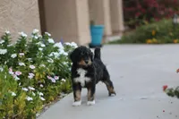 Flynn Rider, a male Aussiedoodle for sale in Chandler, AZ – Photo 2 of 5