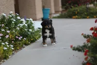 Flynn Rider, a male Aussiedoodle for sale in Chandler, AZ – Photo 3 of 5