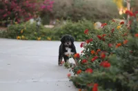 Flynn Rider, a male Aussiedoodle for sale in Chandler, AZ – Photo 4 of 5