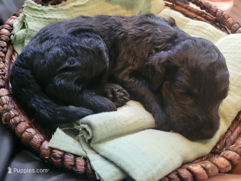 Merryweather  – Aussiedoodle puppy for sale in Chandler, AZ