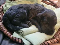 Merryweather , a female Aussiedoodle for sale in Chandler, AZ – 1 of 3