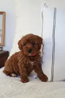 Miley , a female Miniature Goldendoodle for sale in Phoenix, AZ – 3 of 3