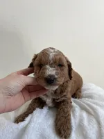 Mr Orange , a male Miniature Goldendoodle for sale in Phoenix, AZ – Photo 1 of 2