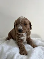 Mr Orange , a male Miniature Goldendoodle for sale in Phoenix, AZ – Photo 2 of 2