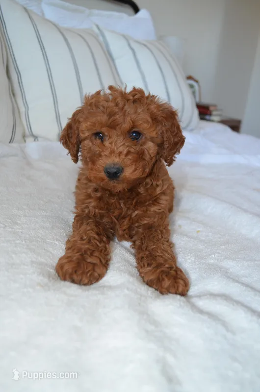Ruby  – Miniature Goldendoodle puppy for sale in Phoenix, AZ