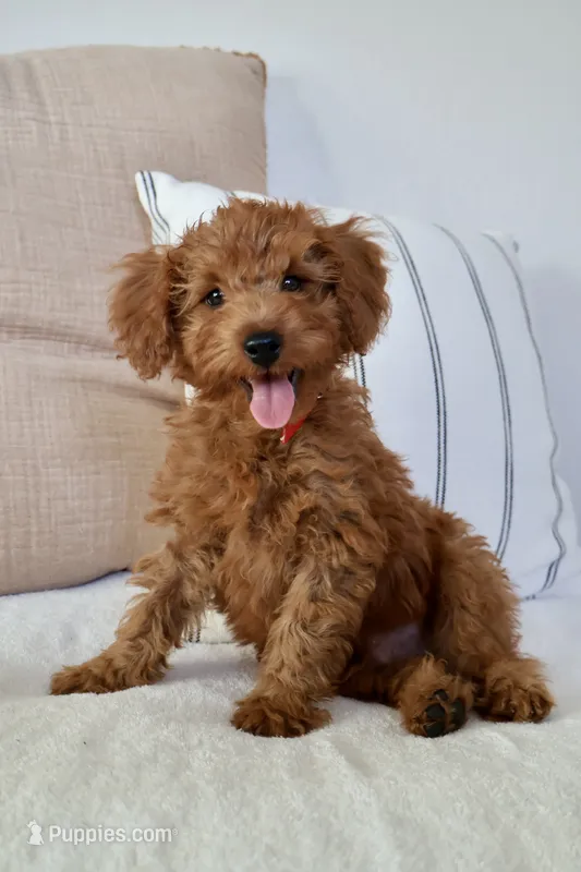 Murphy  – Miniature Goldendoodle puppy for sale in Phoenix, AZ