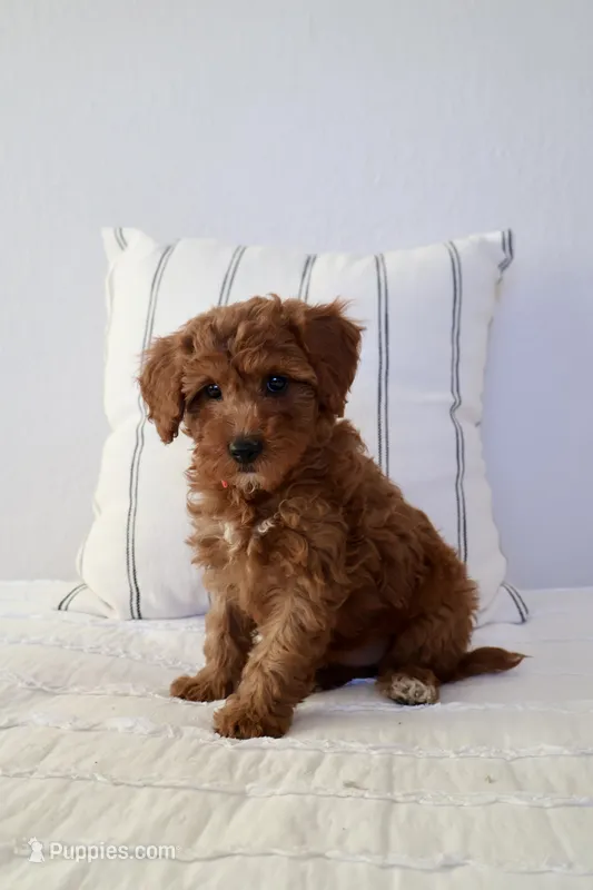 Miley  – Miniature Goldendoodle puppy for sale in Phoenix, AZ