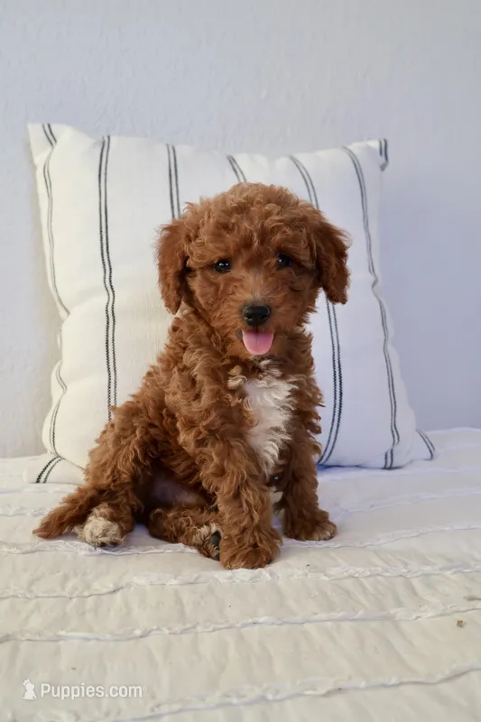 Teddy  – Miniature Goldendoodle puppy for sale in Phoenix, AZ