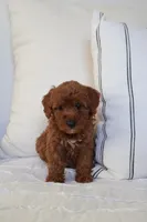 Miley , a female Miniature Goldendoodle for sale in Phoenix, AZ – 1 of 3
