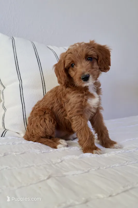 Dolly – Miniature Goldendoodle puppy for sale in Phoenix, AZ