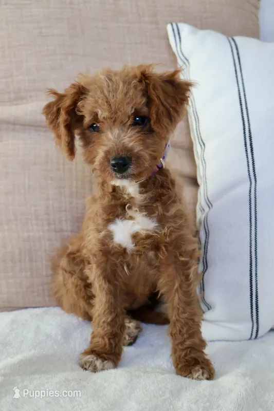 Maple  – Miniature Goldendoodle puppy for sale in Phoenix, AZ