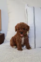 Teddy , a male Miniature Goldendoodle for sale in Phoenix, AZ – 1 of 2