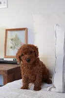 Theo , a male Miniature Goldendoodle for sale in Phoenix, AZ – 3 of 3