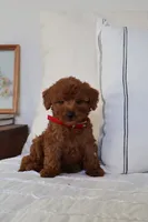 Murphy , a male Miniature Goldendoodle for sale in Phoenix, AZ – 1 of 2