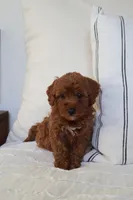 Miley , a female Miniature Goldendoodle for sale in Phoenix, AZ – 2 of 3