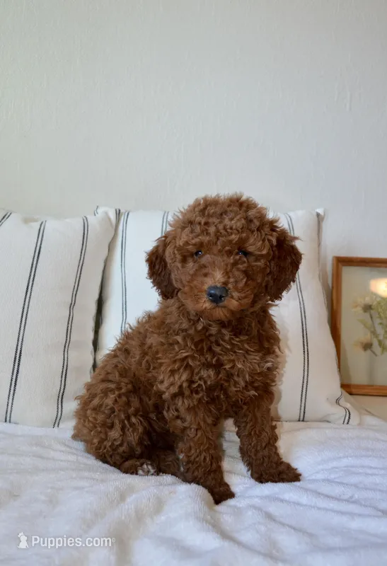 Roxy  – Miniature Goldendoodle puppy for sale in Phoenix, AZ