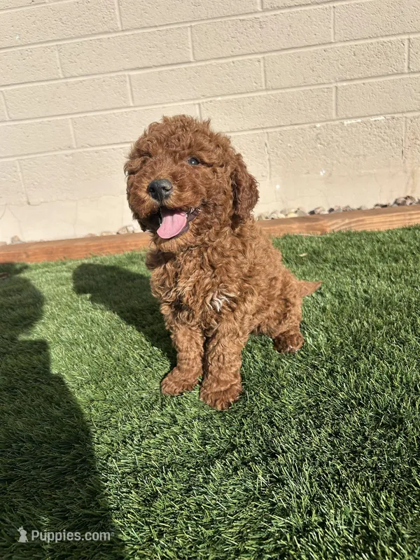 Roxy , a female Miniature Goldendoodle for sale in Phoenix, AZ – Photo 1 of 1