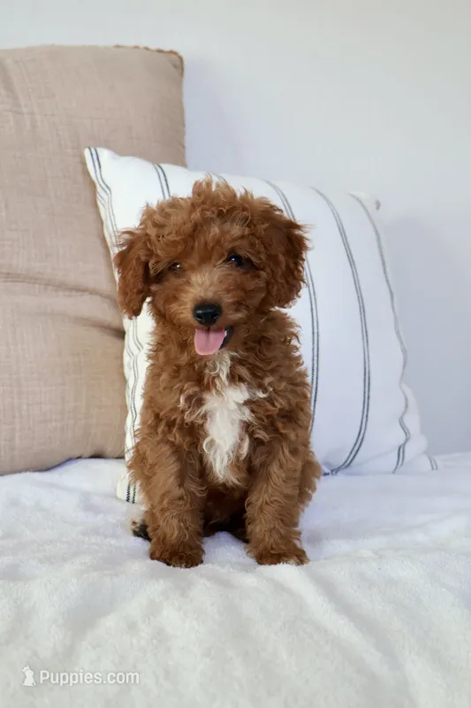 Teddy  – Miniature Goldendoodle puppy for sale in Phoenix, AZ