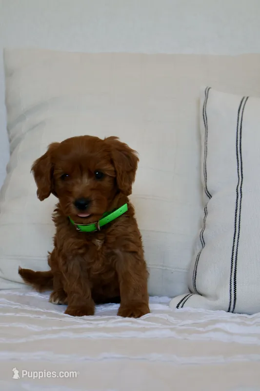 Max  – Miniature Goldendoodle puppy for sale in Phoenix, AZ