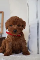 Murphy , a male Miniature Goldendoodle for sale in Phoenix, AZ – 2 of 2