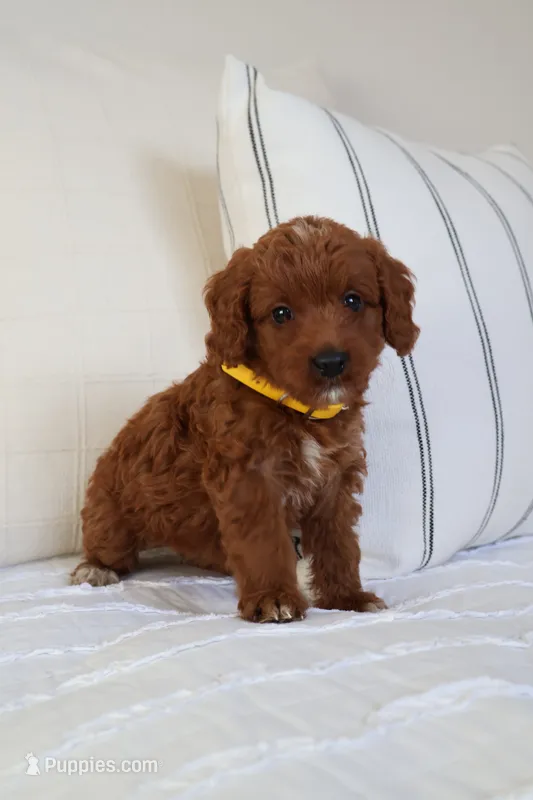 Daisy  – Miniature Goldendoodle puppy for sale in Phoenix, AZ