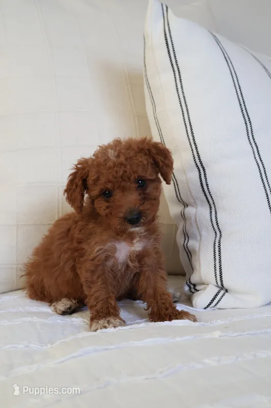 Maple  – Miniature Goldendoodle puppy for sale in Phoenix, AZ