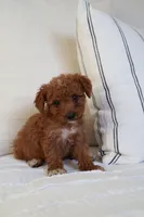 Maple , a female Miniature Goldendoodle for sale in Phoenix, AZ – 1 of 1