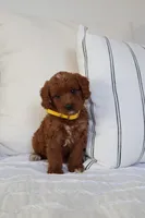 Daisy , a female Miniature Goldendoodle for sale in Phoenix, AZ – 2 of 4