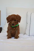 Max , a male Miniature Goldendoodle for sale in Phoenix, AZ – 2 of 2