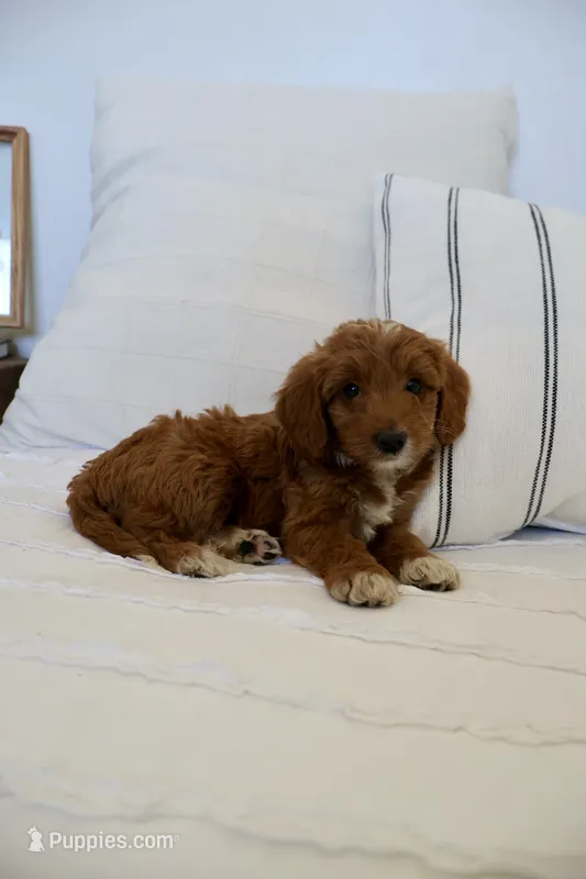 Dolly – Miniature Goldendoodle puppy for sale in Phoenix, AZ